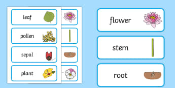 Parts of a Plant Word Cards - Parts of a Plant Word Cards - wordcards, plants, plant, part of a plant, vocab, living things, flowe