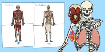 Skeleton And Organs Cut And Stick Activity - skeleton, cut, stick
