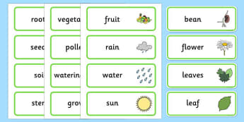 the tiny seed - Plant, Growth, Word Card, Topic, Foundation stage, knowledge and understanding of the world, investigation, living things