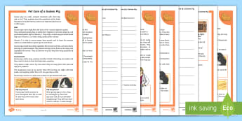 KS2 Pet Care of a Guinea Pig Differentiated Reading Comprehension Activity - KS2, comprehension, reading, reading comprehension, reading activity, pets, pet care, guinea pig, lo