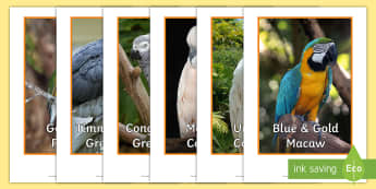 Tropical Birds Display Photos - bird species, rainforests, america, Australia, asia, 