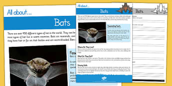 Bats Reading Comprehension - bats, reading, comprehension, read