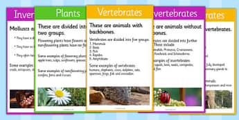 Classify Living Organisms, Vertebrates and Invertebrates Cards - vertebrates and invertebrates, vertebrate and invertebrate cards, living organism sorting cards, living things cards, ks2