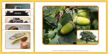 Seeds Photo Pack - display, nature, science, labels, plants, life cycle, visual aid, 