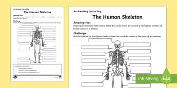 The Human Skeleton Activity Sheet