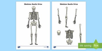 Skeleton Beetle Drive Game - Requests KS1, skeleton, bones, human body, skull, spine, ribs, game, dice