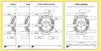 Teeth Labelling Worksheet - teeth, ourselves, my body, labels