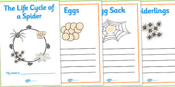 Spider Life Cycle Workbook - life cycle of a spider, workbook, life cycle workbook, work book, spider workbook, spider life cycle book, spider book, spider