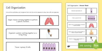 Cell Organisation Sequencing Cards - Sequencing Cards, gcse, biology, cell, cells, organisation, tissue, tissues, organ, organs, system, 