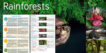 Rainforest: Imagine, rainforests imagine