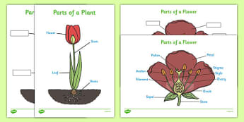 Parts of a Plant (Foundation Stage) - Foundation stage, Plant, Growth, Topic, Flower, knowledge and understanding of the world, investigation, living things, labelling, labelling plant