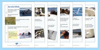 Polar Animals Factfile Sheets - factfile, facts, facts about, polar animals, animals, polar, arctic animals, antarctic animals, facts about animals, habitats, fact sheets, factfile sheets, information
