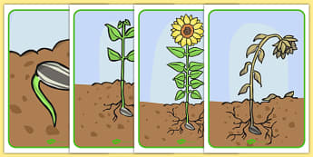 Life Cycle of a Sunflower Display Posters - Bean, growth, plant, life cycle, lifecycle, display, banner, poster, plant growth, beans, garden, Topic, Foundation stage, knowledge and understanding of the world, investigation