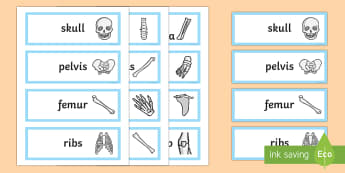 Bones of the Body Word Cards - bones, bone, bones of the body, body, body parts, word cards, words, cards