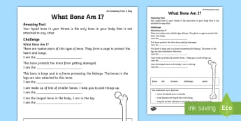 Which Bone Am I? Activity Sheet - Amazing Fact Of The Day, activity sheets, powerpoint, starter, Worksheet, morning activity,May, bone