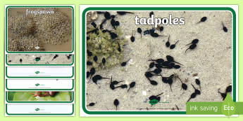 Life Cycle of a Frog Display Photos - Frog, life cycle, lifecycle, display, photo, display Photos, display, photos, Frogspawn, Tadpole, Froglet, Frog, Minibeasts, Topic, Foundation stage, knowledge and understanding of the world, investigation, livin