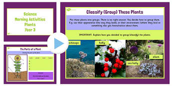 Year 3 Early Morning Activities Plants - science, activities