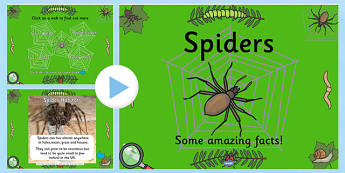 Spiders Facts PowerPoint (Minibeasts) - powerpoint, power point, interactive, powerpoint presentation, spiders, facts about spiders, facts about spiders presentation, minibeast powerpoint presentation, presentation, slides, discussion 