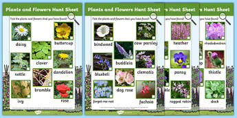 Plants and Flowers Hunt Sheet - Plants hunt, flowers hunt, investigation, finding plants, Plant growth , knowledge and understanding of the world, investigation, living things, snail, bee, ladybird, butterfly, spider