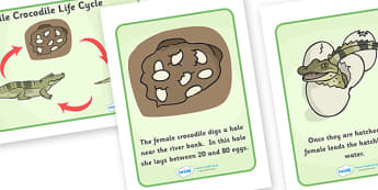 Crocodile Life Cycle Display - crocodiles, croc, lifecycle, eggs, hatch, poster, sign, knowledge and understanding of the world, reptile, aligator, gator