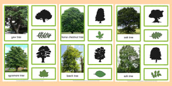 British Trees and Leaves Three Part Matching Cards - british trees, trees, leaves, matching cards, match