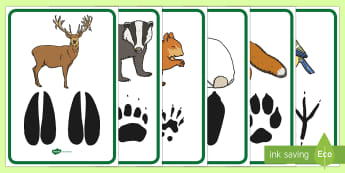Woodland Animal Footprints Poster Pack -  forest, animals, british wildlife, footprints, tracks, poster, fox, badger, deer, bird, rabbit, squ