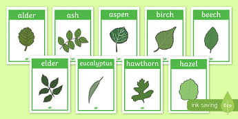 Tree Leaf Identification Display Posters - woodland, leaf, tree leaf, trees, leaves, identification, matching, activity, display, poster, sign