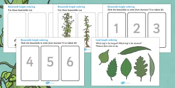Beanstalk Height And Length Ordering Worksheets - beanstalk, height and length, sheet, worksheet, height, length, tall, small, big, little, long, short, activity, measurement, measuring