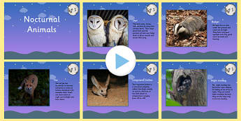 Nocturnal Animals PowerPoint - animals, nocturnal animals, nocturnal animals information powerpoint, facts about nocturnal animals, night time, ks2 science