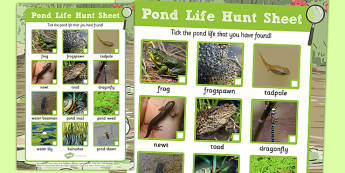 Pond Life Hunt Sheet - pond dipping, pond life, hunt sheet, hunt