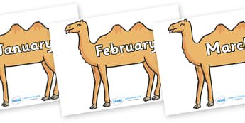 Months of the Year on Camels - Months of the Year, Months poster, Months display, display, poster, frieze, Months, month, January, February, March, April, May, June, July, August, September