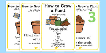 How to Grow a Plant Posters Urdu Translation - urdu, Plant, Growth, Topic, Foundation stage, Flower, knowledge and understanding of the world, investigation, living things, labelling, labelling plant