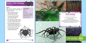 Spiders Web STEM Activity and Prompt Card Pack - EYFS, Minibeasts