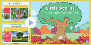 Life Cycle of an Oak Tree PowerPoint - Twinkl originals, fiction, KS1, EYFS, Science, Seasons, acorn, oaks, british trees, growing, change,