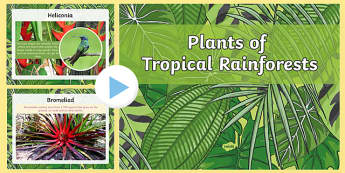 Plants of the  Rainforest PowerPoint
