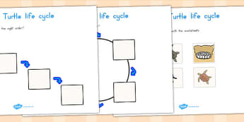 Sea Turtle Life Cycle Worksheets - life cycles, lifecycles 