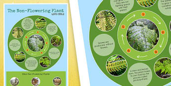 Non Flowering Plant Life Cycle Display Poster - lifecycle, plants