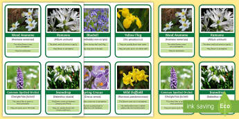 Spring Flowers Flashcards   - nature, forest, woodland, playground, maths, counting, flowers, ,Scottish