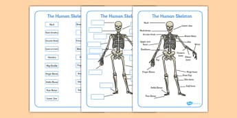 Human Skeleton Labelling Sheets (Common Names) - human skeleton labelling sheets, bones of the body, bones, body, human body, human skeleton, skeleton, labelling, sheets, worksheet, skull, hands, ribs, kneecap