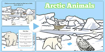 Winter Arctic Animals Habitat PowerPoint - powerpoint, power point, interactive, powerpoint presentation, winter arctic animals, arctic animals, animals, winter animals, winter animals presentation, winter animals powerpoint, arctic animals powerpoin