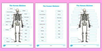 Human Skeleton Labelling Sheets Scientific Names - body, labels