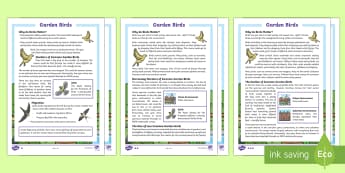 KS2 Garden Birds Differentiated Reading Comprehension Activity - KS2 RSPB Big School's Birdwatch (3 Jan-17 Feb 2017), RSPB, school, bird, bird watch, garden birds c