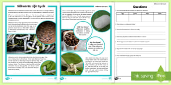 3-6 Life Cycle of a Silkworm Differentiated Reading Comprehension Activity - silkworms, Australia, life cycle, mulberry, mini beasts, reading, comprehension, fact file, factshee