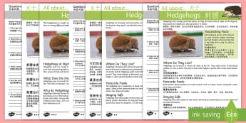 Hedgehogs Differentiated Reading Comprehension Activity English/Mandarin Chinese - Hedgehogs Reading Comprehension - hedgehog, reading comprehension, hedghog, comprehesion, hedghogs, 