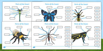 Parts of an Insect Labelling Worksheets - Insect, body parts, minibeasts, minibeast, activity, labeliing, fine motor skills, antenna, abdomen, eye, head, leg, thorax, wing