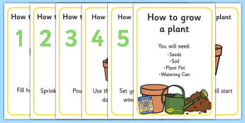 How to Grow a Plant Display Posters - Plant, Growth, Topic, Foundation stage, Flower, knowledge and understanding of the world, investigation, living things, labelling, labelling plant