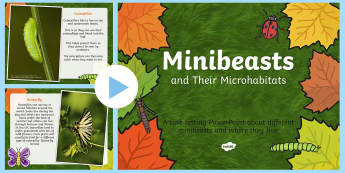Minibeasts and their Microhabitats PowerPoint - minibeasts 