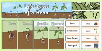Life Cycle of a Bean Plant Display Pack