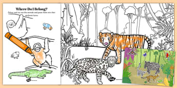 Rainforest Where Do I Live Sorting Activity - rainforest, sorting