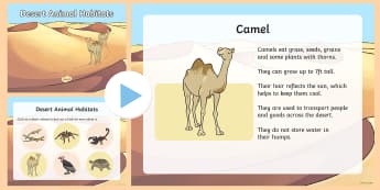 Desert Animal Habitats PowerPoint - animals, desert animals, habitats, homes, desert, year 1, year 2, KS1, information powerpoint, 